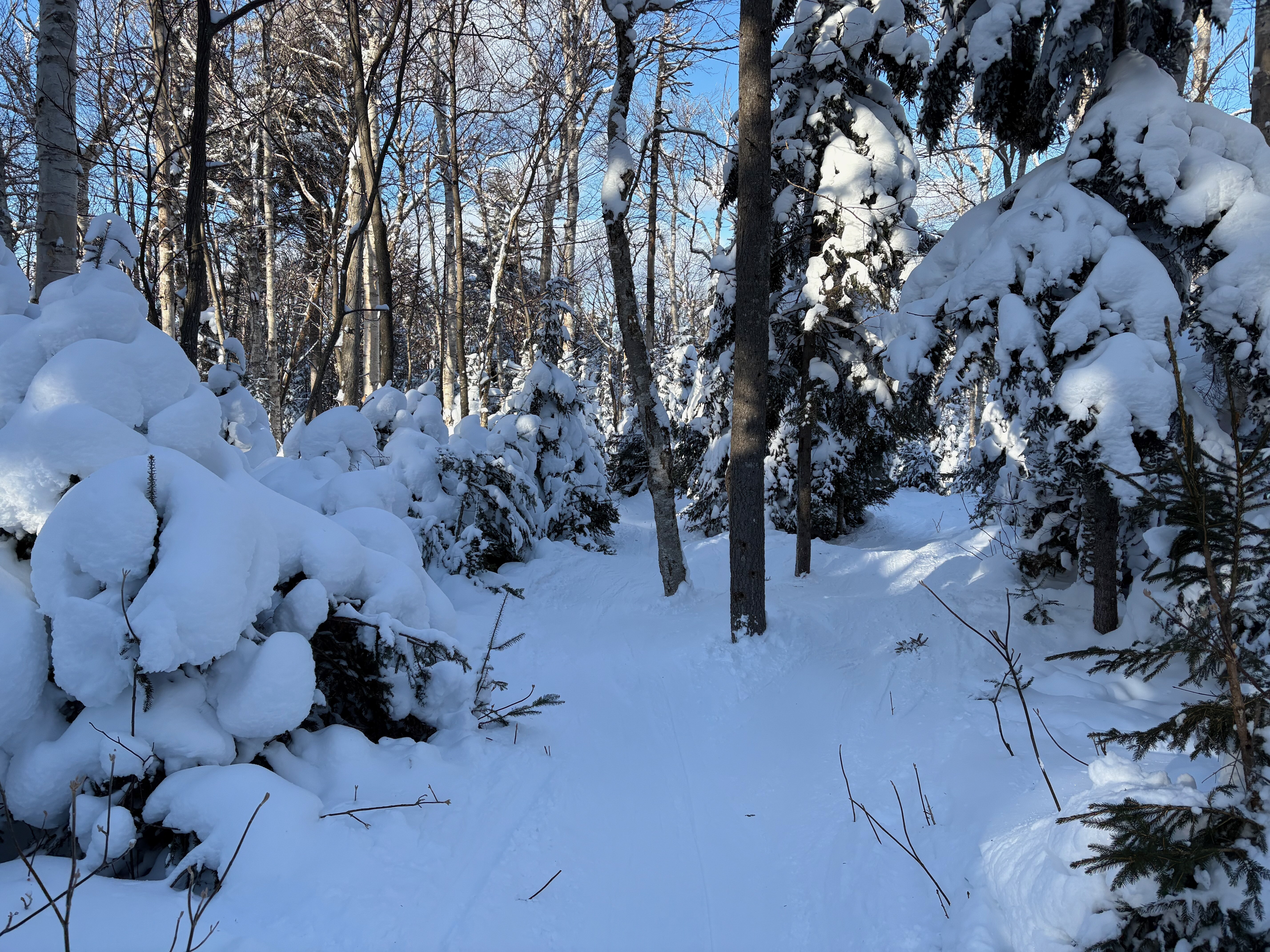 Everglade - Trail of the Day