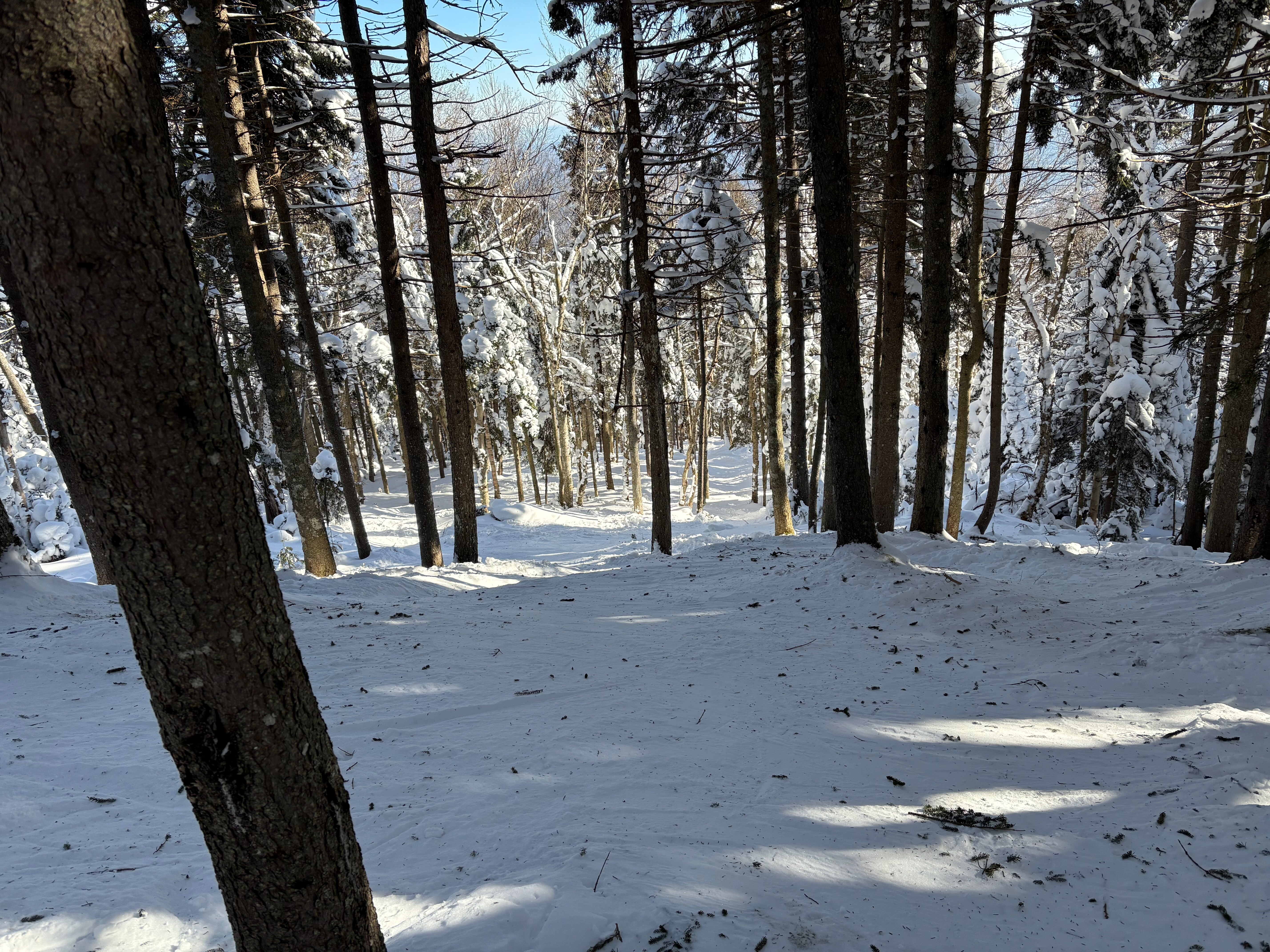 Forrest Bump - Trail of the Day