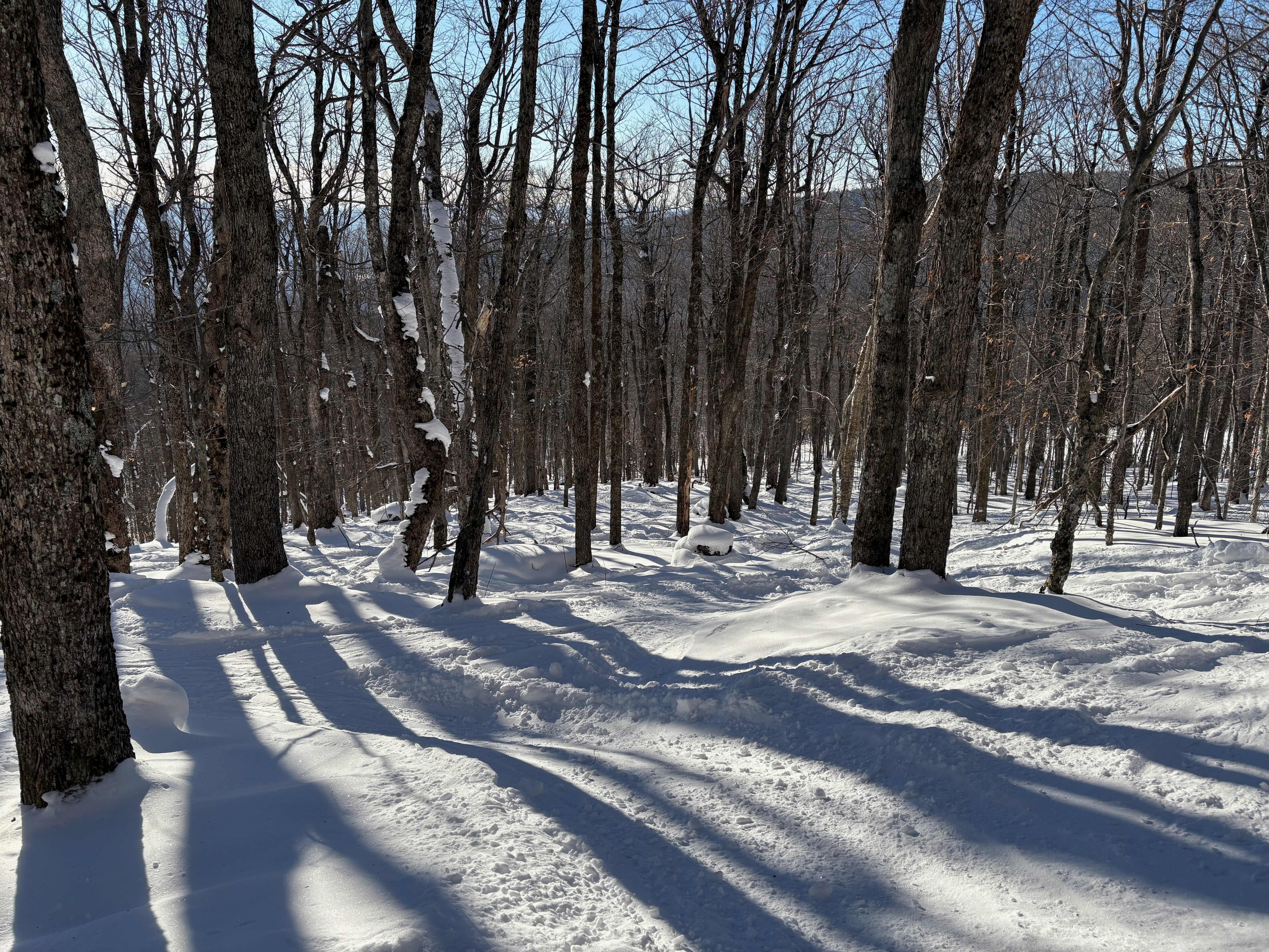 Loose Spruce - Trail of the Day