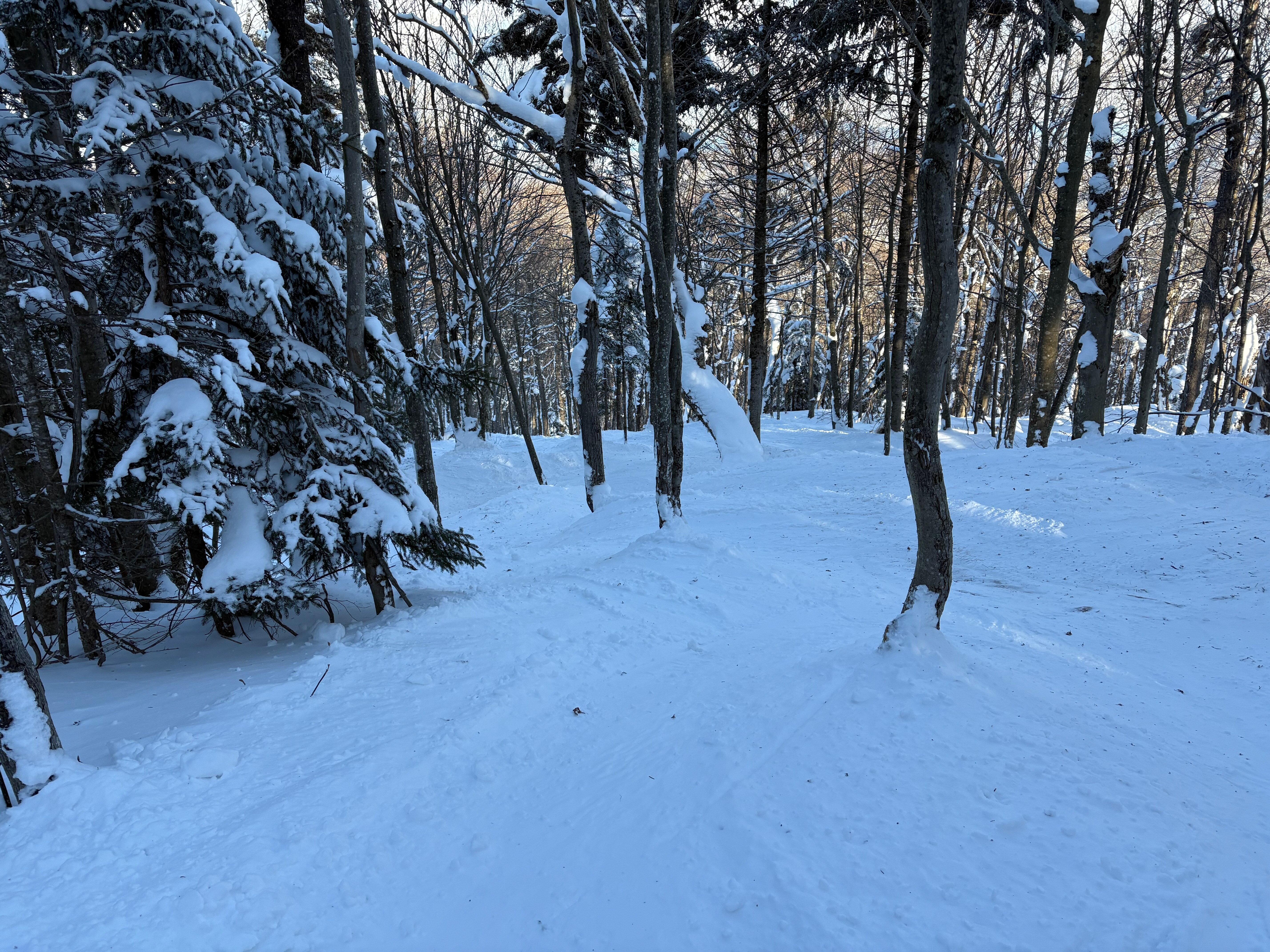 Tree Dancer - Trail of the Day